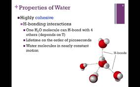 007 Hydrogen Bonding Water Hydrogen Bond Bond Water