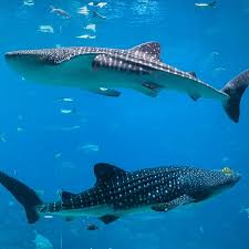 Below we present the list of 20 the heaviest whales, that currently live on earth. Whale Shark Georgia Aquarium
