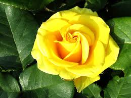 yellow rose flower wallpaper 63 images