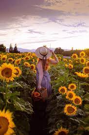 11 Best Sunflower Fields In California