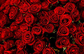 red roses red flowers roses many