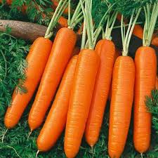 The 6 roots are perfect for snacking, with a juicy and nearly grainless texture and a crisp, sweet flavor that pairs well with your favorite savory veggie dip. Carrot Scarlet Nantes Certified Organic Heirloom Seeds Http Supplies Myraisedbedgarden Net Seeds B How To Plant Carrots Growing Carrots Heirloom Vegetables