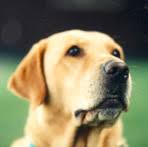 Vetgen Veterinary Genetic Services Canine List Of