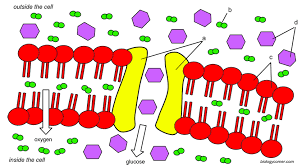 Coloring worksheet animal cell coloring key image information: Cell Membrane Coloring