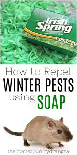 Repel Mice With Irish Spring Soap