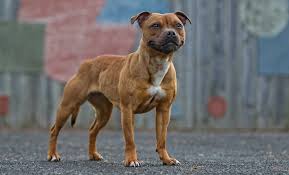 staffordshire bull terrier dog breed