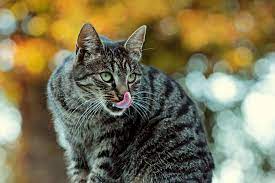 Серая полосатая кошка - 53 фото - картинки: смотреть онлайн