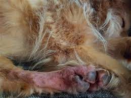 red paws in dogs causes and remes