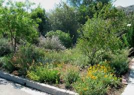 The Meadow Garden Matilija Nursery