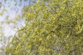 how to grow and care for cork willow