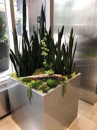 Interior Design Plants