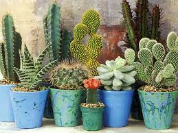 How To Grow A Cactus And Succulent Garden