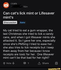 When they say curiosity can kill the cat, they mean it. Can Cat S Lick Mint Or Lifesaver Mint S My Cat Tried To Eat A Gum Wrapper The Last Christmas She Tried To Lick A Candy Cane And When I Got Lifesaver Mints She