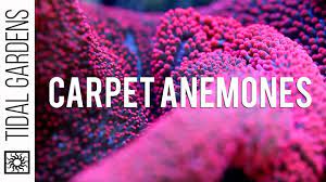 pink carpet anemone you