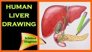 Download this premium vector about two diagram of liver anatomy, and discover more than 11 million professional graphic resources on freepik. How To Draw The Human Liver The Human Liver Easy Draw Tutorial Science Diagram Biology Youtube