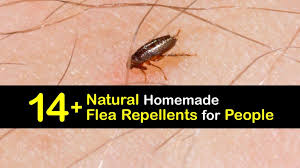 amazing human flea repellents