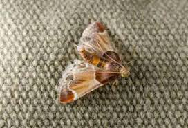 Clothes Moth Pest Control Melbourne