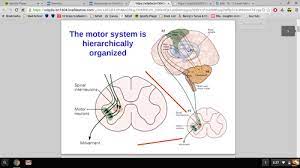 ch 15 lower motor neuron circuits and