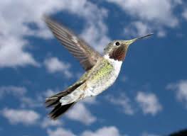 broad tailed hummingbird nsf