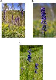 larkspur poisoning of cattle plant and