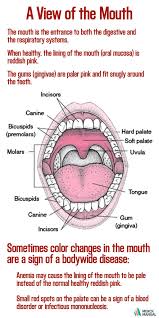 When Healthy The Lining Of The Mouth Oral Mucosa Is