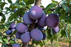 What fruit trees are low maintenance?