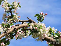 .ecards, custom profiles, blogs, wall posts, and apple tree flowers scrapbooks, page 1 of 250. Close Up Of A Branch Full Of White And Pink Apple Tree Flower Photograph By Celine Bisson