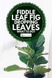 fiddle leaf fig dropping leaves what