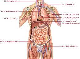 Male anatomy & arousal course synopsis: Male Human Anatomy Diagram Koibana Info Human Body Anatomy Human Organ Diagram Human Body Organs