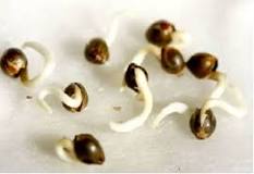 ¿Qué agua oxigenada se usa para germinar semillas?