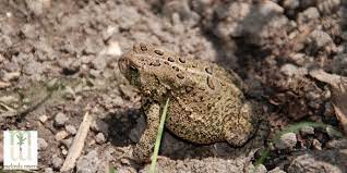 toad and frog friendly landscape