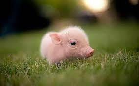 Cute Baby Pigs Wallpapers - Top Free ...