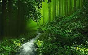 beautiful forest wallpapers top free