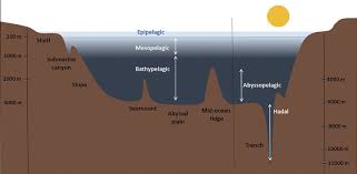 1 diagram showing seafloor habitats and