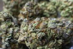 Image result for cherry punch strain
