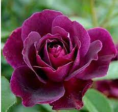 Best Roses To Grow In A Pot Direct Plants