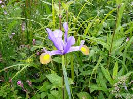 Iris xiphium - Wikipedia