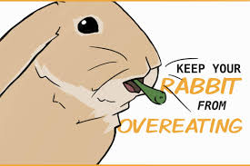 how to keep your rabbit from overeating