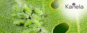 what to do against aphids kanela