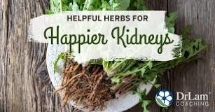 What is the best herb for kidney?