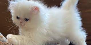 Find persians for sale in cincinnati on oodle classifieds. Persian Kittens For Sale Persiankittenpals
