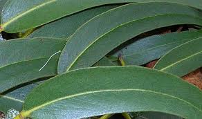 22 reviews / write a review. Eucalyptus Globulus Uses Health Benefits And Side Effects