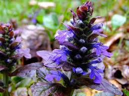 Image result for Bugleweed