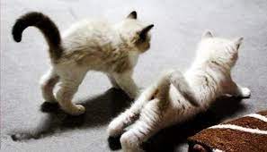 Yoga time: L'elesticità e la flessibilità dei gatti.