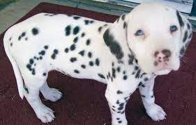 They make great family pets! Pitbull Dalmatian Mix Pitbulls Puppies Pitbull Mix