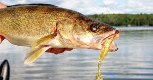 Best Bait For Walleye Green Bay