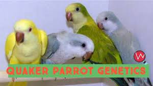 quaker parrot genetics breeding