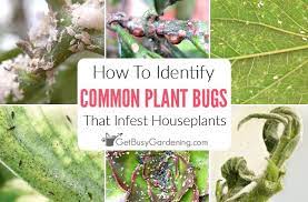 Houseplant Bugs