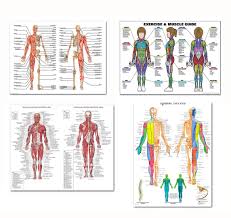 Amazon Com 4 Chart Set Omnidirectional Skeleton And Muscle