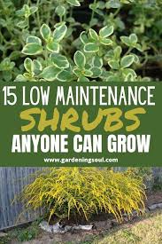 15 low maintenance shrubs anyone can